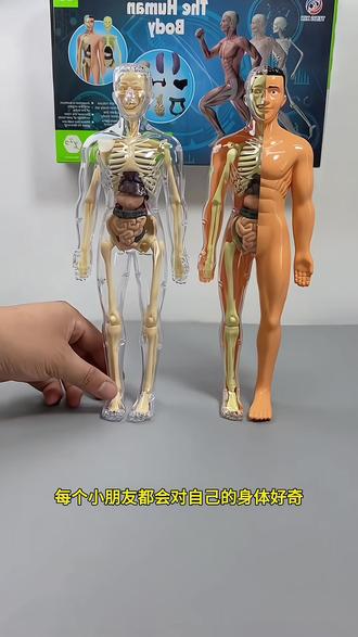 探索生命奥秘 DIY人体器官骨骼模型科教玩具推文